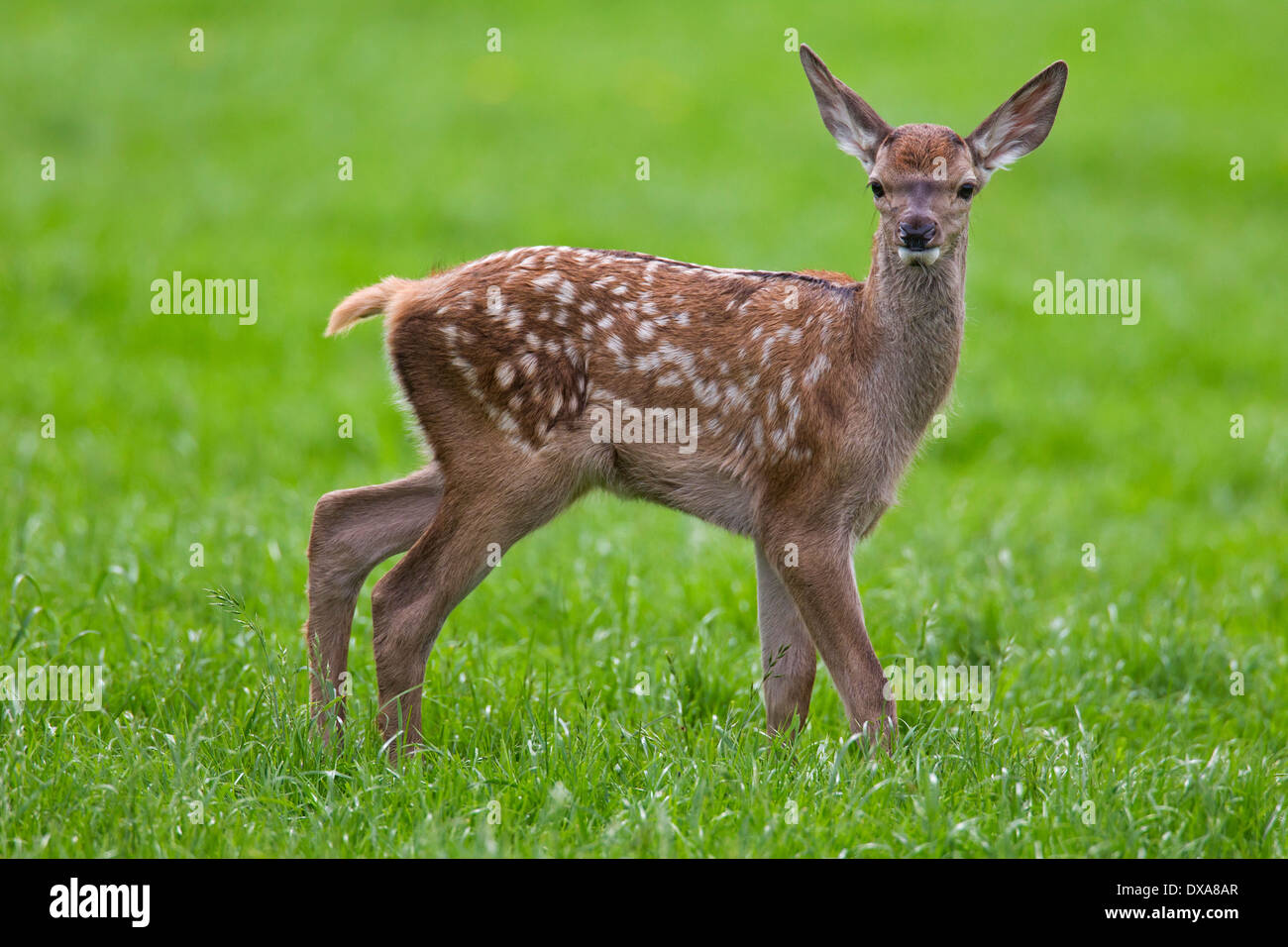 Red deer calf uk hi-res stock photography and images - Alamy
