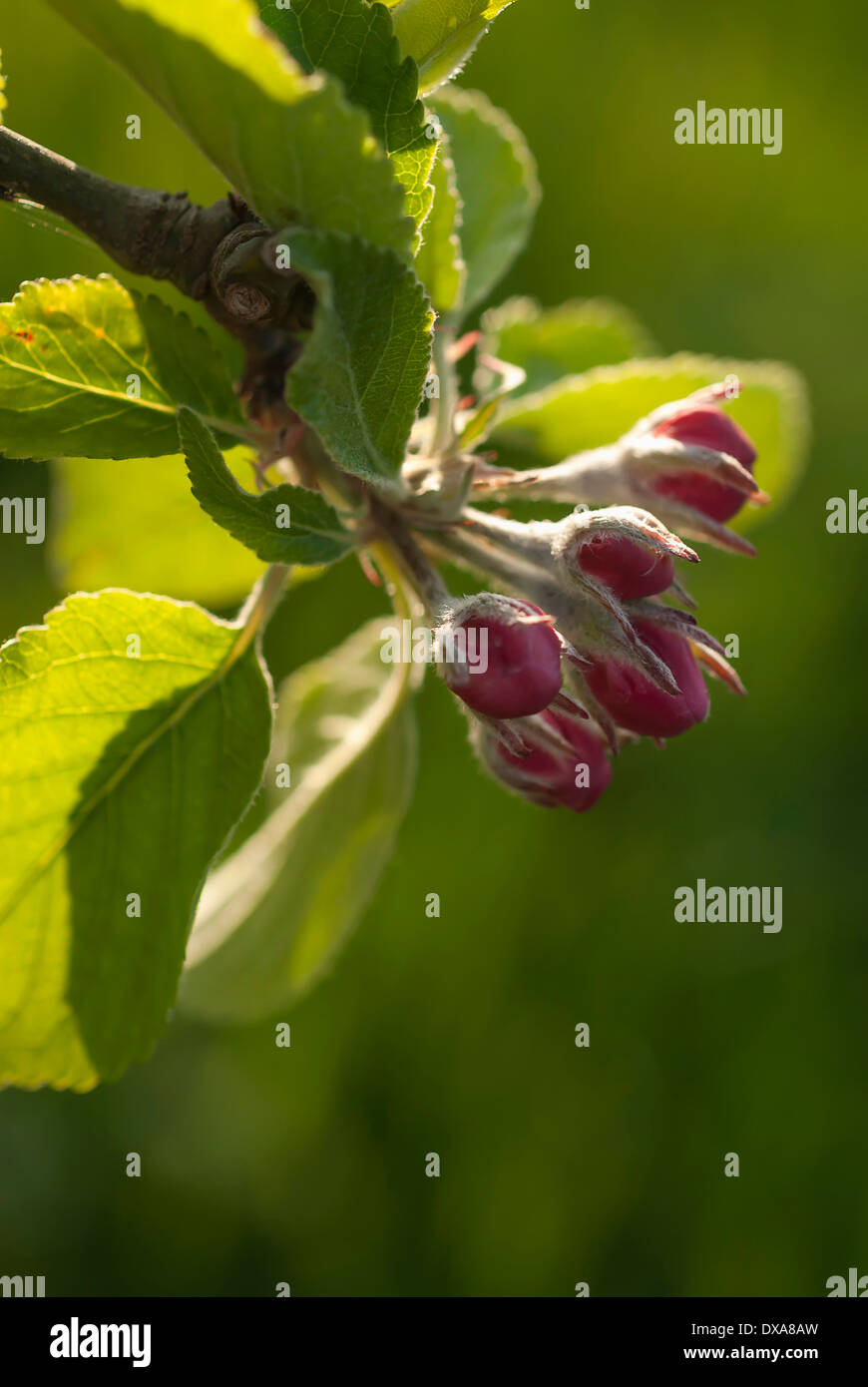 Pear, European pear, Pyrus communis 'Robin', sprig of unopened blossom buds with leaves. Backlit close view. Stock Photo
