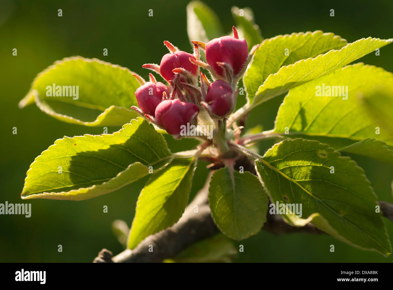 Pear, European pear, Pyrus communis 'Robin' sprig of unopened blossom buds with leaves. Backlit close view. Stock Photo