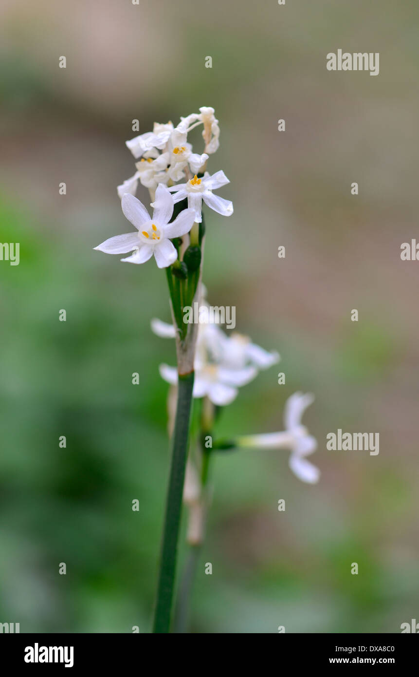 Early flowering narcissus, Narcissus serotinus, Southern Spain Stock