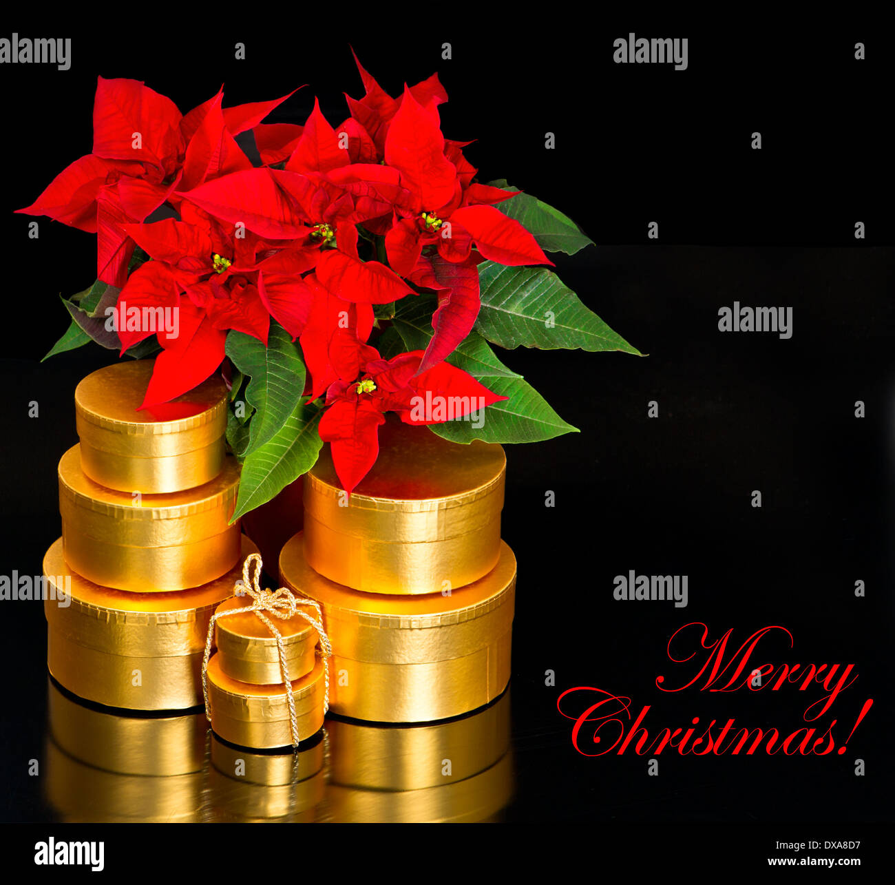 red christmas flower poinsettia with golden gifts on black background