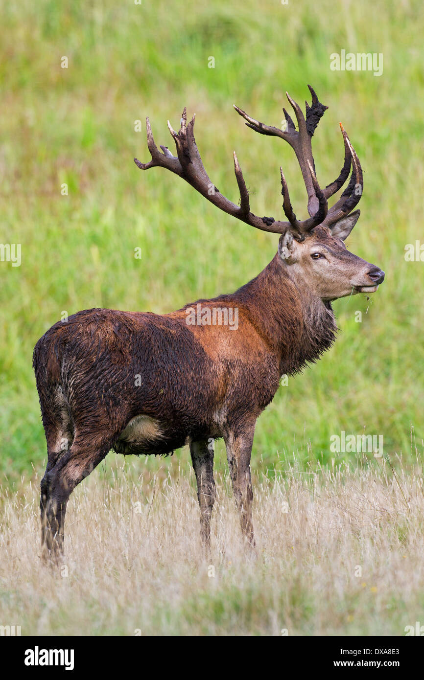 Red Deer (Cervus elaphus) stag with coat and antlers covered in mud during the rut in autumn Stock Photo