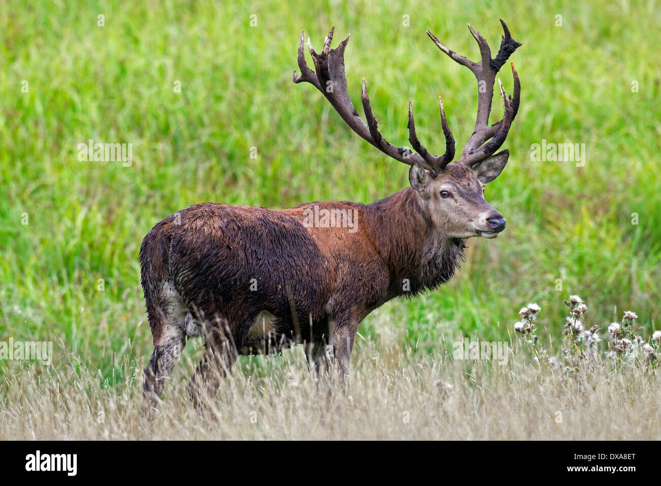 Red Deer (Cervus elaphus) stag with fur and antlers covered in mud during the rut in autumn Stock Photo