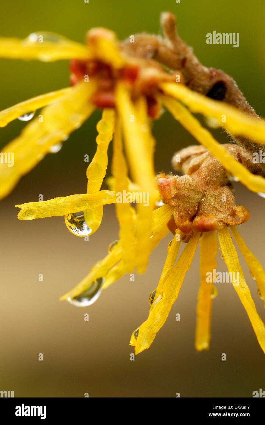 Chinese Witch Hazel Stock Photo Alamy