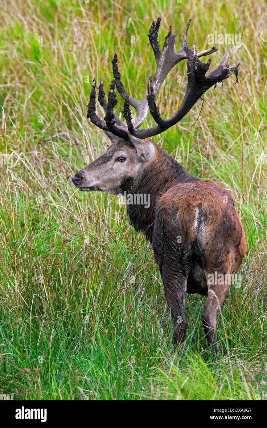 Red Deer (Cervus elaphus) stag with coat and antlers covered in mud during the rut in autumn Stock Photo