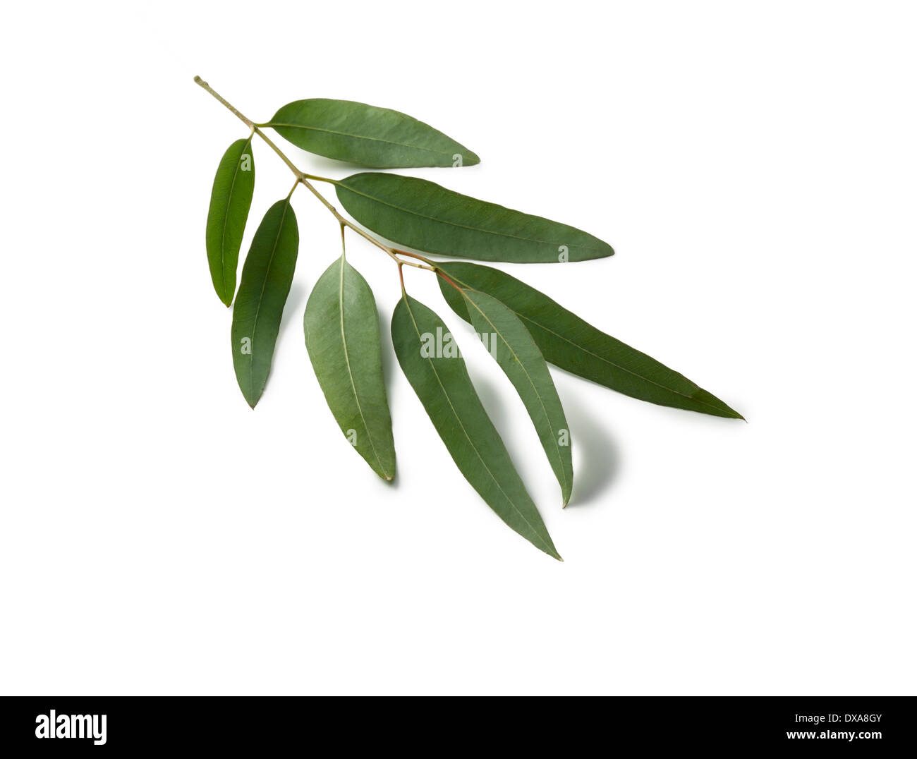 Cider gum, Eucalyptus gunnii, small sprig of mature leaves against white background with shadow. Stock Photo
