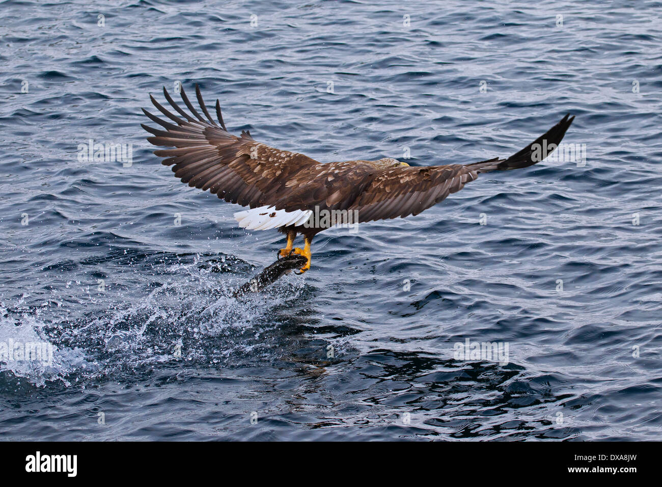 Eagle talon grasping hi-res stock photography and images - Alamy
