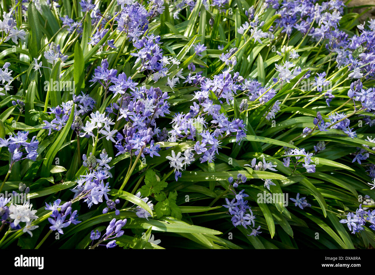 Spring flowers in UK Stock Photo - Alamy