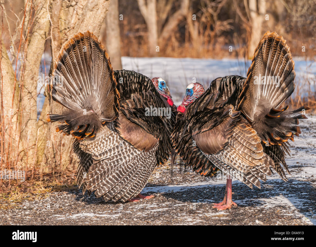 Strutting male wild turkey displaying in the spring mating season Stock