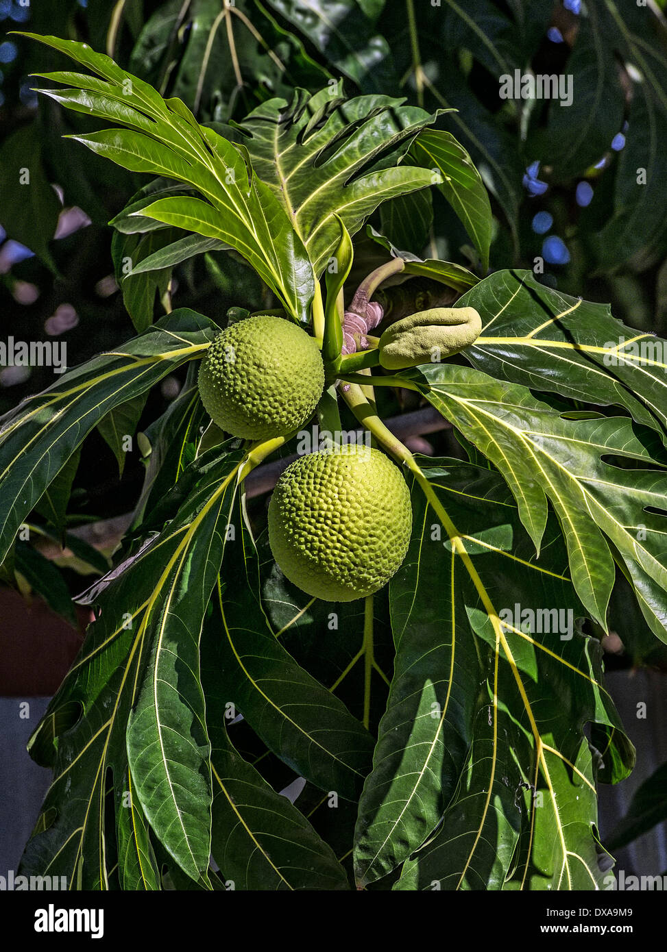 Ackee, national fruit of Jamaica. Stock Photo