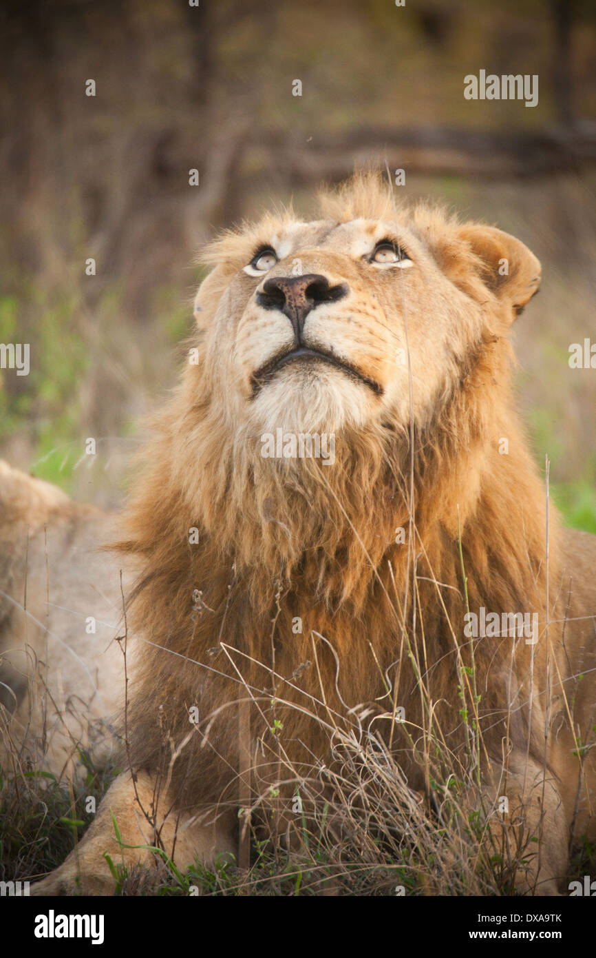 Male lion south africa hi-res stock photography and images - Alamy