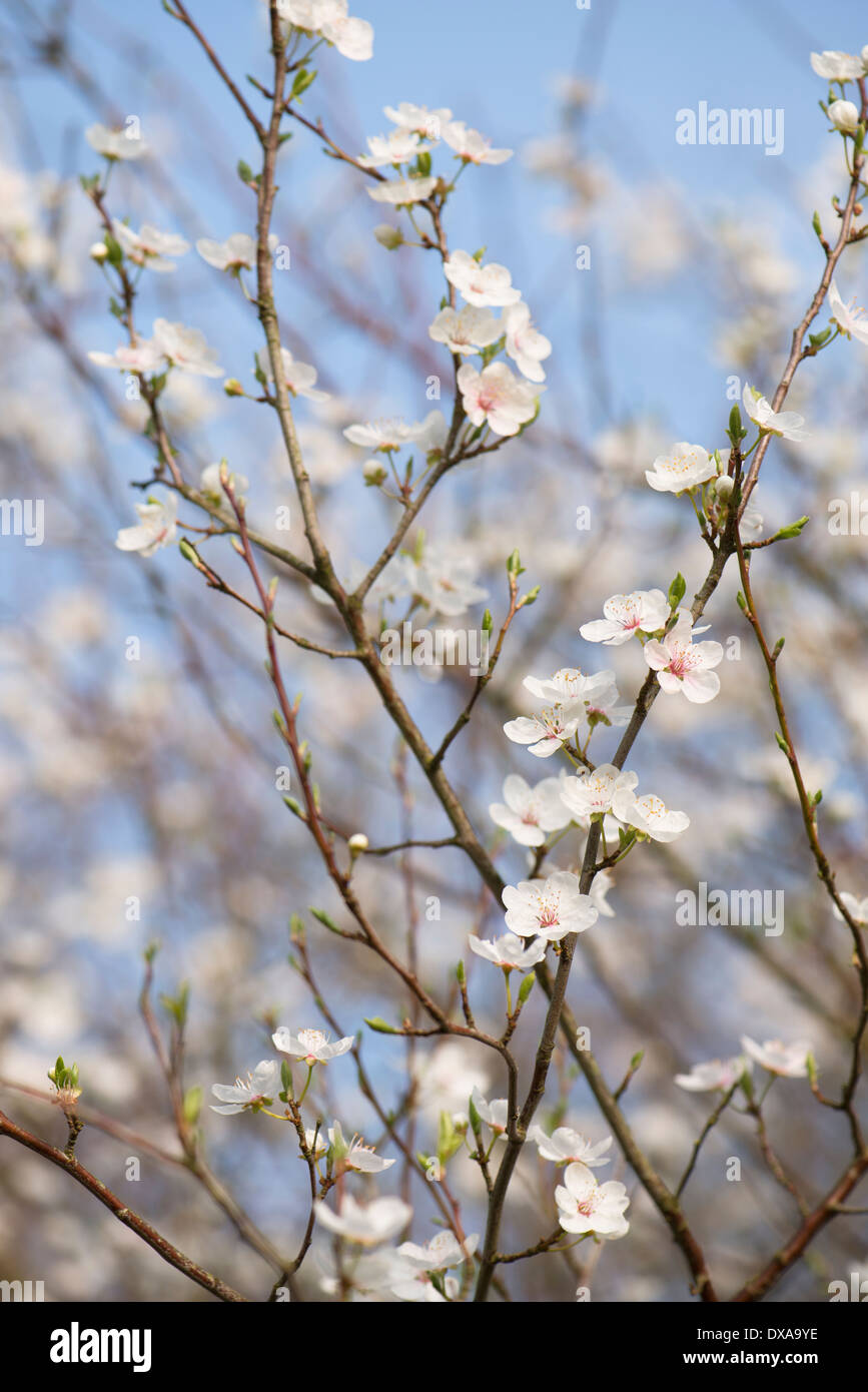 Cherry Plum, Prunus divaricata or Prunus cerasifera subspecies divaricata in bloom in spring Stock Photo