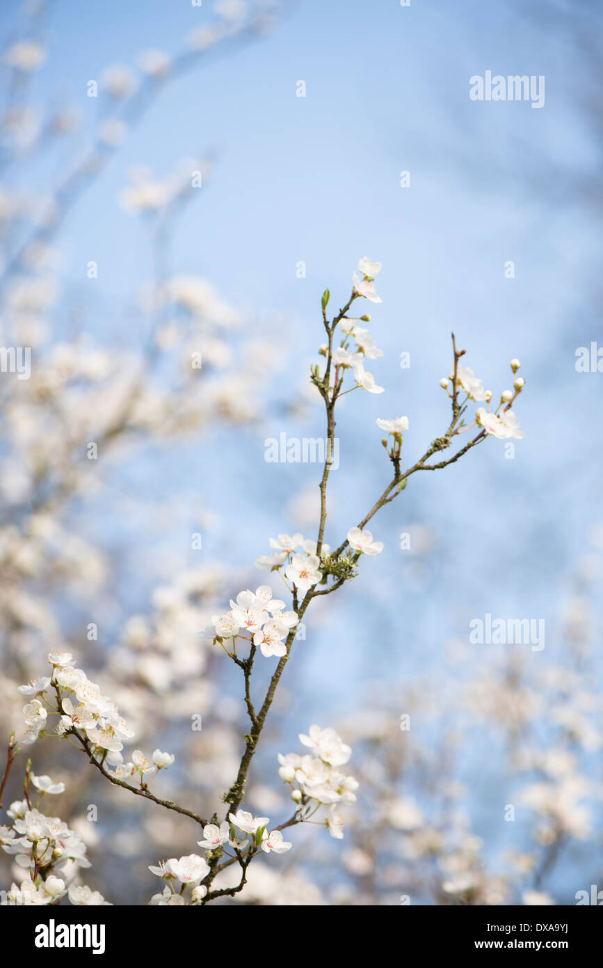 Cherry Plum, Prunus divaricata or Prunus cerasifera subspecies divaricata in bloom in spring Stock Photo