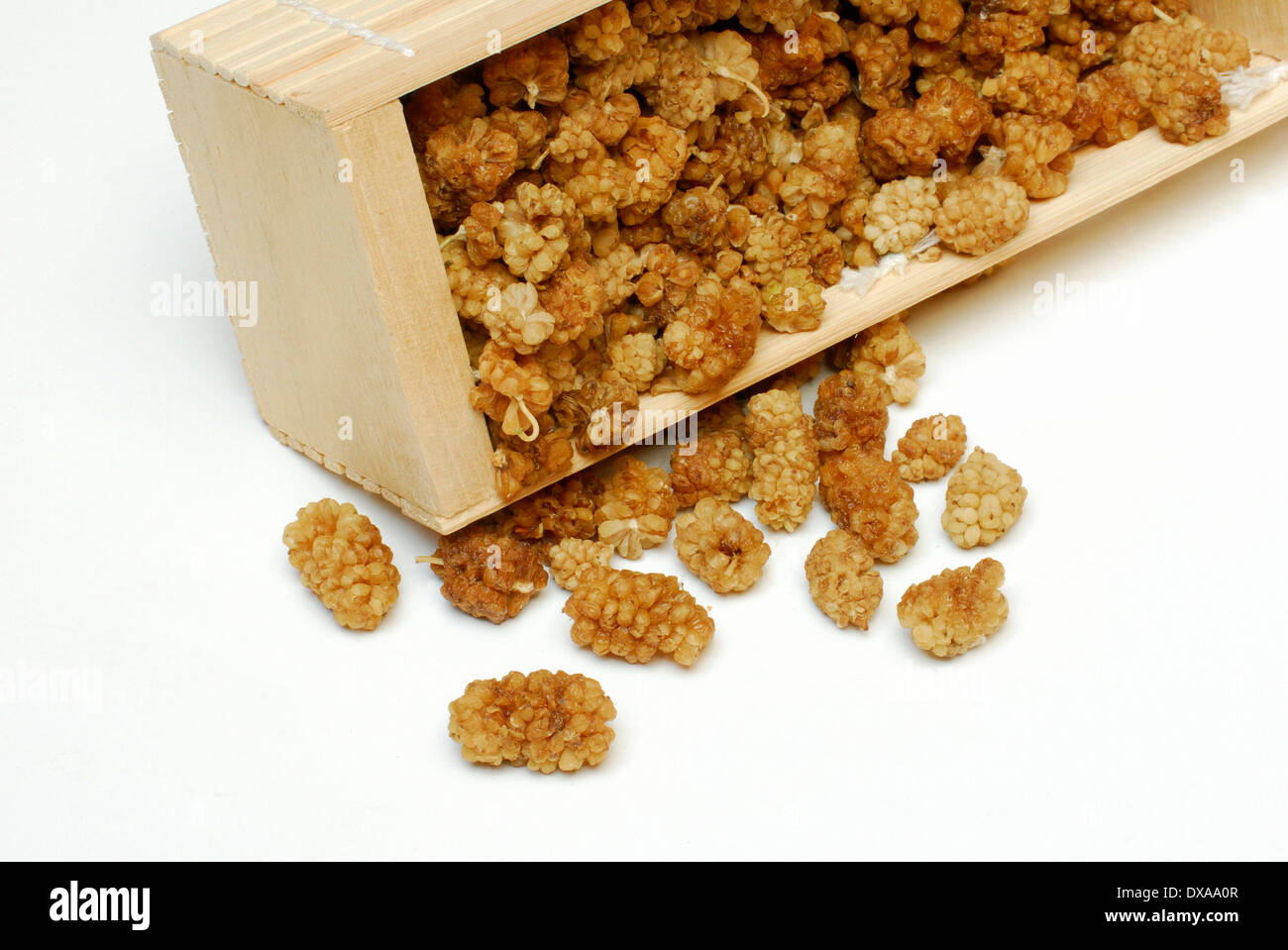 White Mulberry Stock Photo