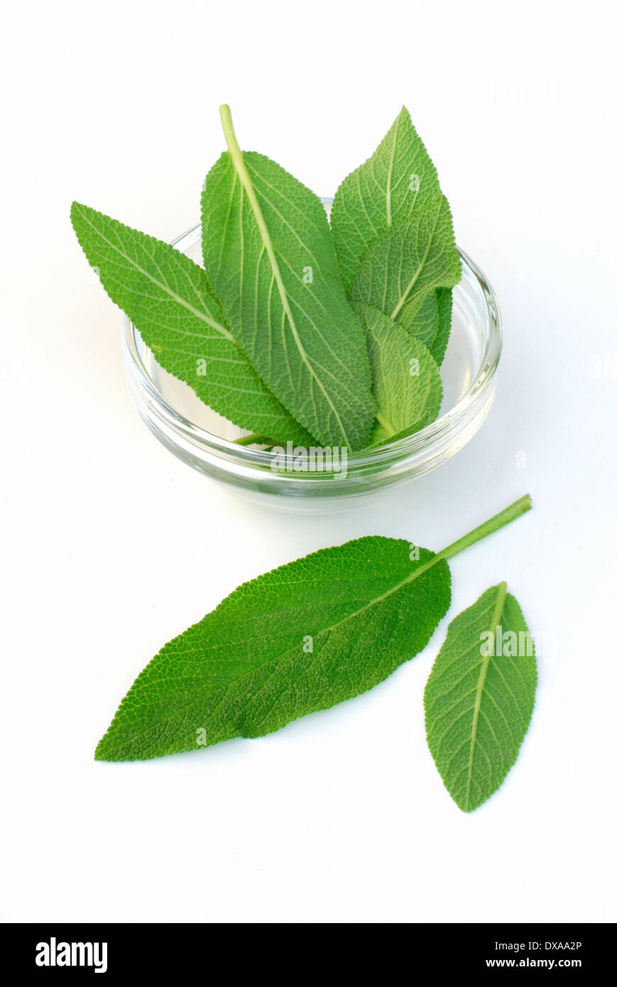 Sage salvia officinalis sage Cut Out Stock Images & Pictures Alamy