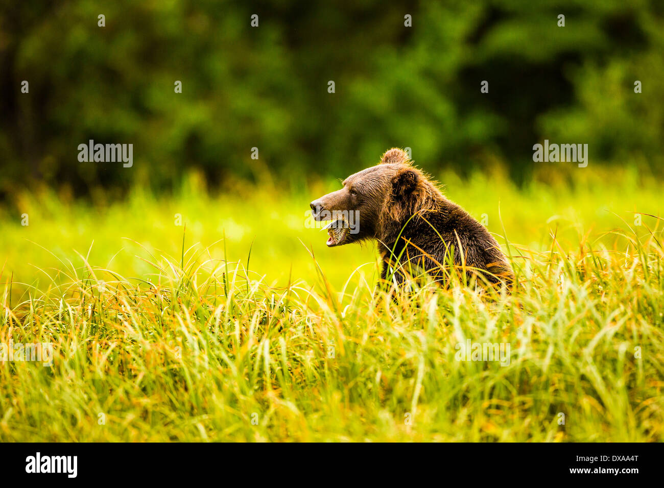 A female Grizzly bear enjoys the tail-end of her salmon lunch in the Khutzeymateen Inlet in BC, Canada Stock Photo