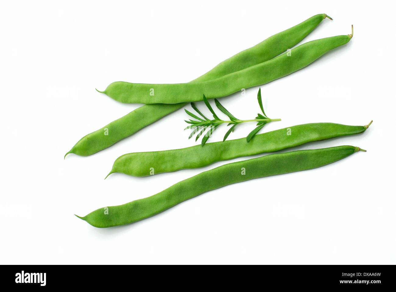 Beans and Summer Savory Stock Photo Alamy