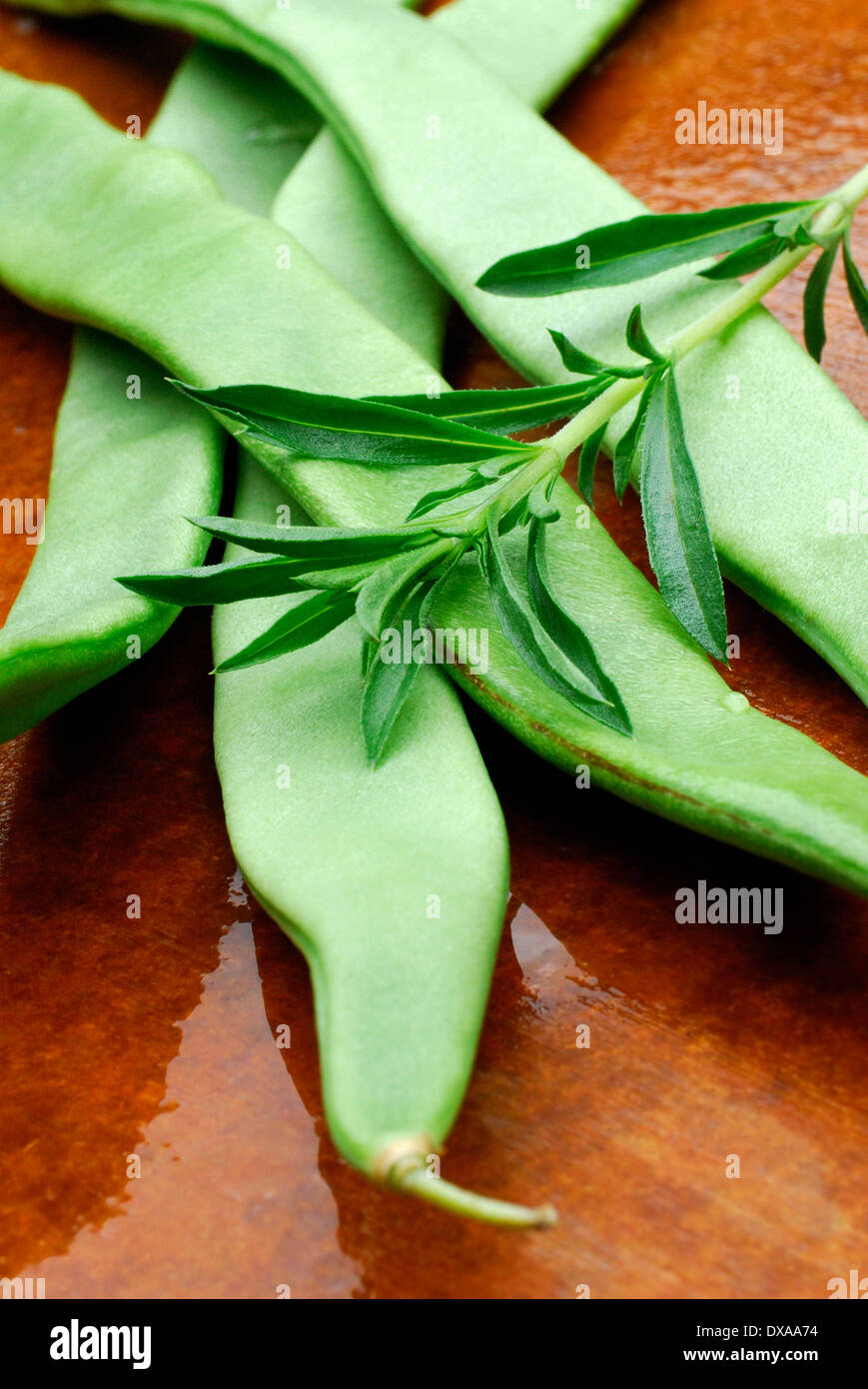 Beans and Summer Savory Stock Photo