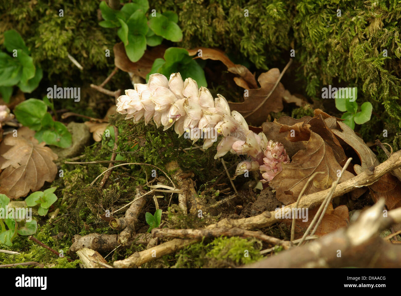 Toothwort   -  Lathraea squamaria Stock Photo