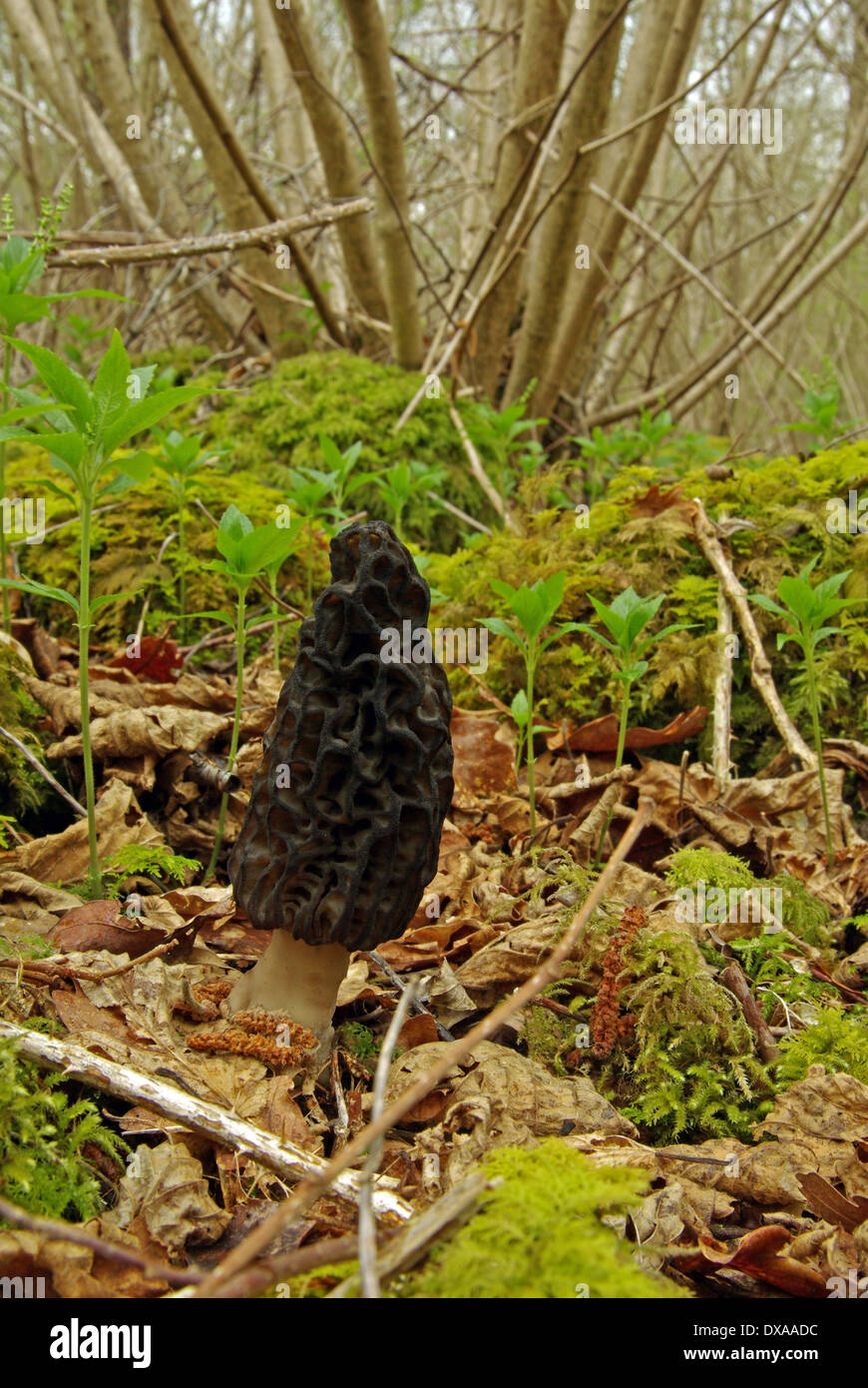 Morel fungus Morchella conica Stock Photo Alamy