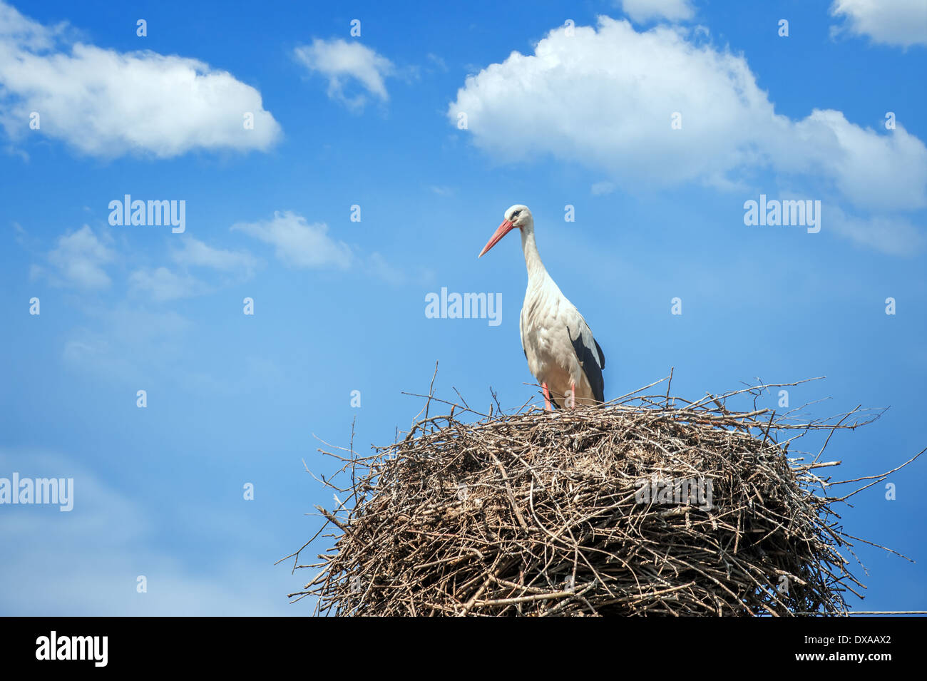 stork on nest close up Stock Photo