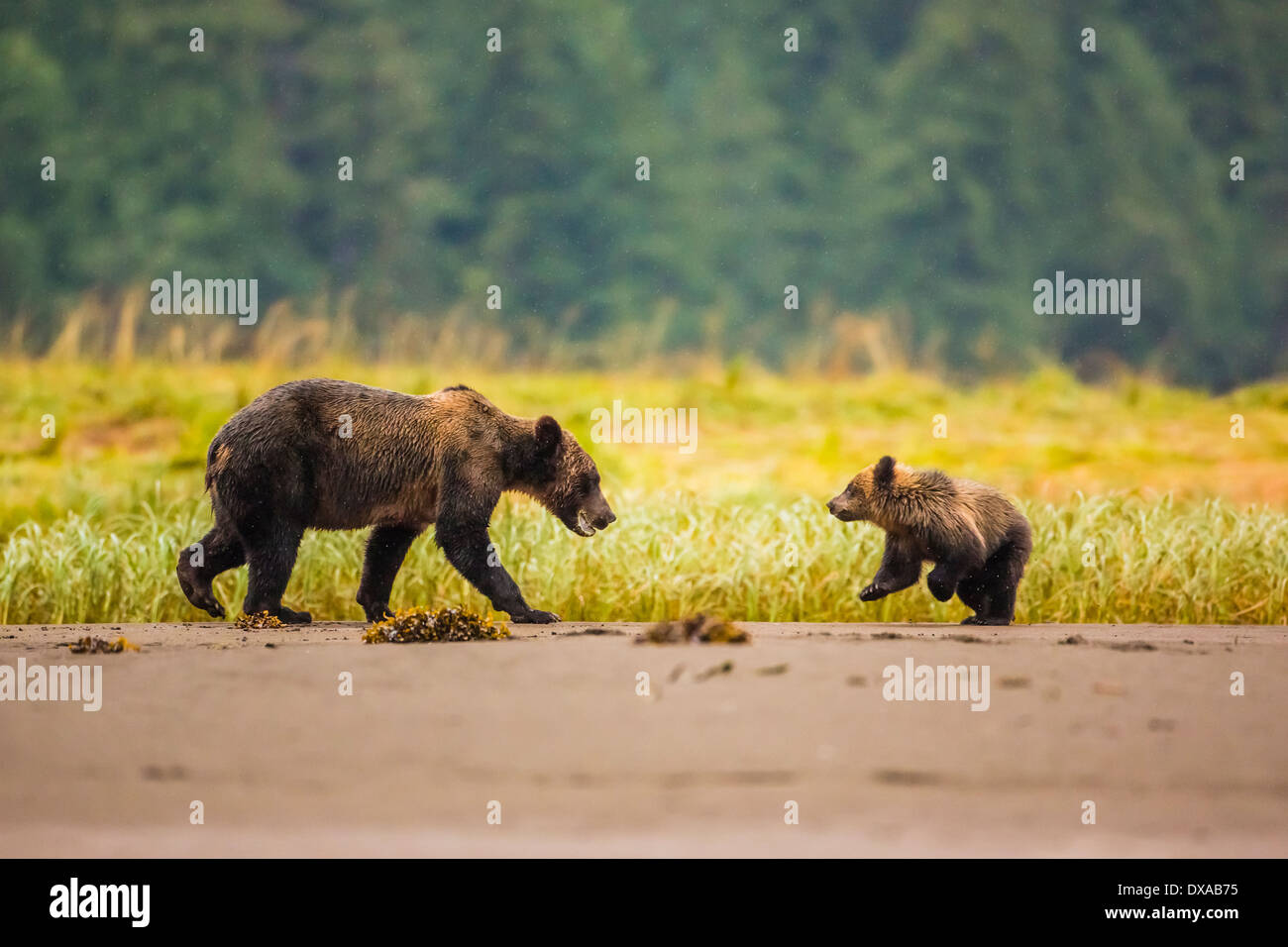 A Grizzly Bear sow play fights with her first year cub on the beach created at low tide in the Khutzeymateen Inlet in BC. Stock Photo