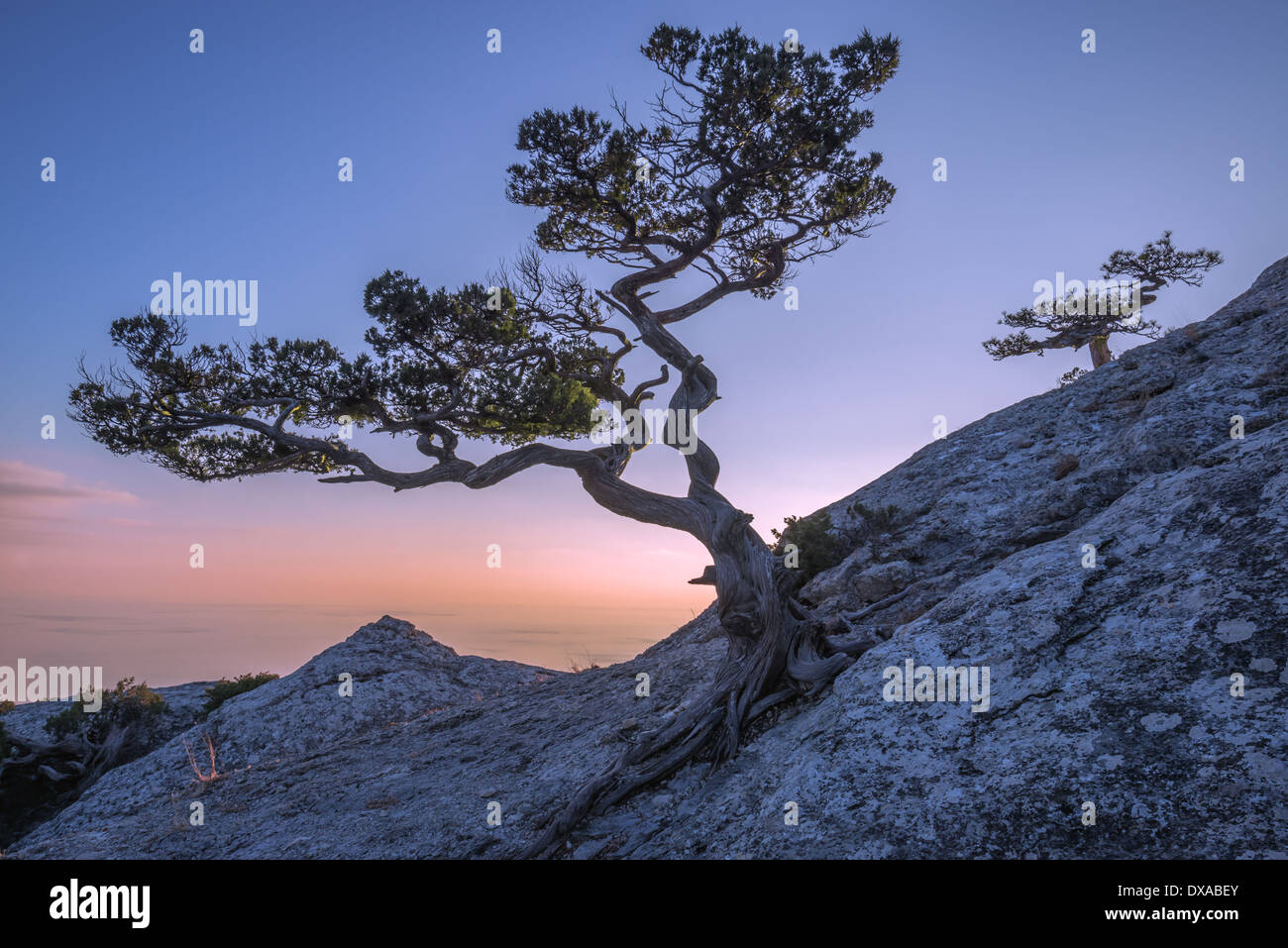 Tree on rock in Crimea Stock Photo