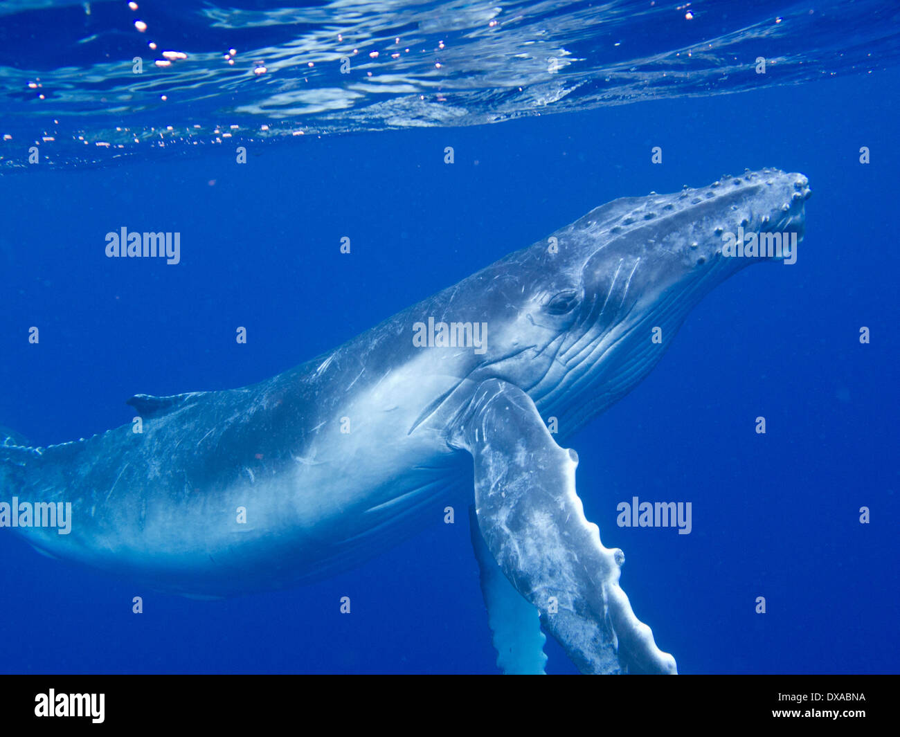 humpback whale (Megaptera novaeangliae). Tonga islands. Polynesia Stock Photo