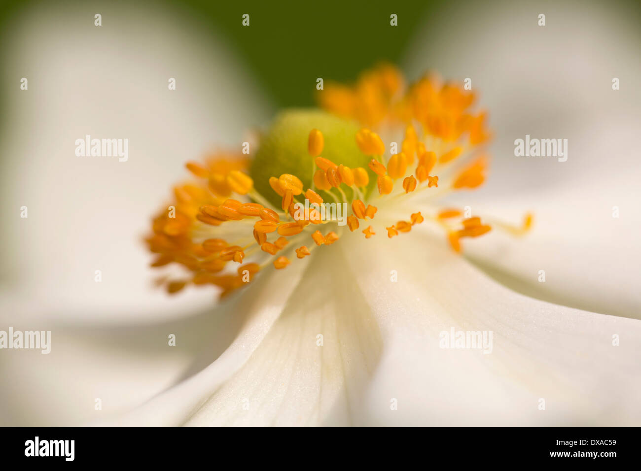 Japanese anemone, Anemone x hybrida 'Honorine Jobert', close up view showing orange stamen. Stock Photo