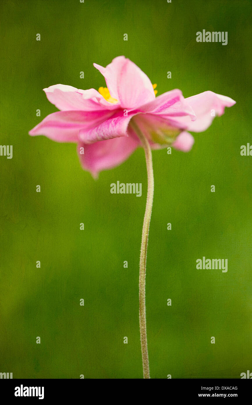 Anemone hupehensis var. japonica Side on view of a single pink japanese anemone shot against a painterly effect green Stock Photo