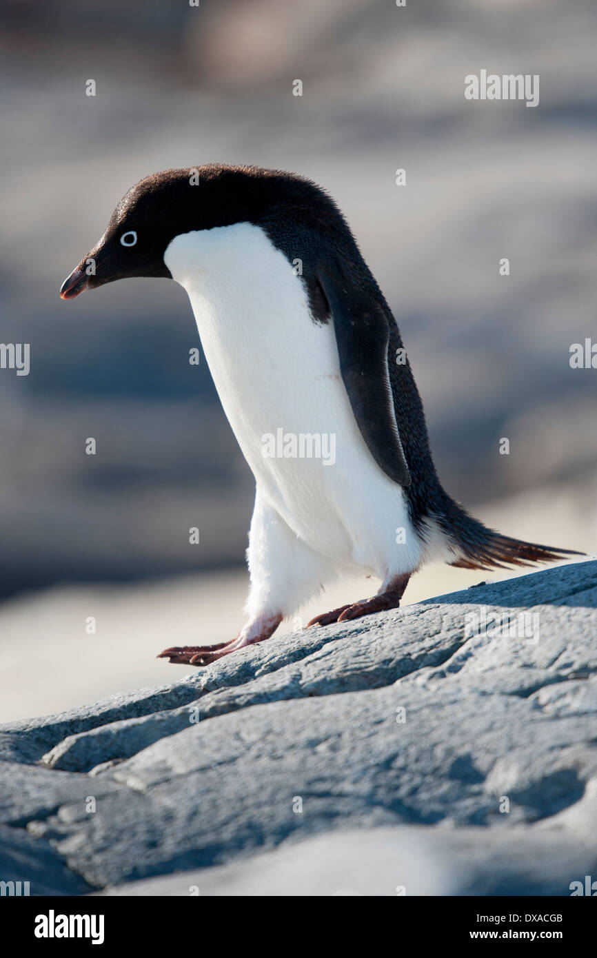Adelie Penguin, Pygoscelis adeliae, portrait, Petermann Island, Antarctic Peninsula Stock Photo