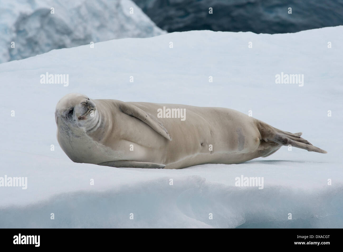 Crabeater seal, Lobodon carcinophagus, resting on an iceberg with glacier in background. Antarctic Peninsula. Stock Photo