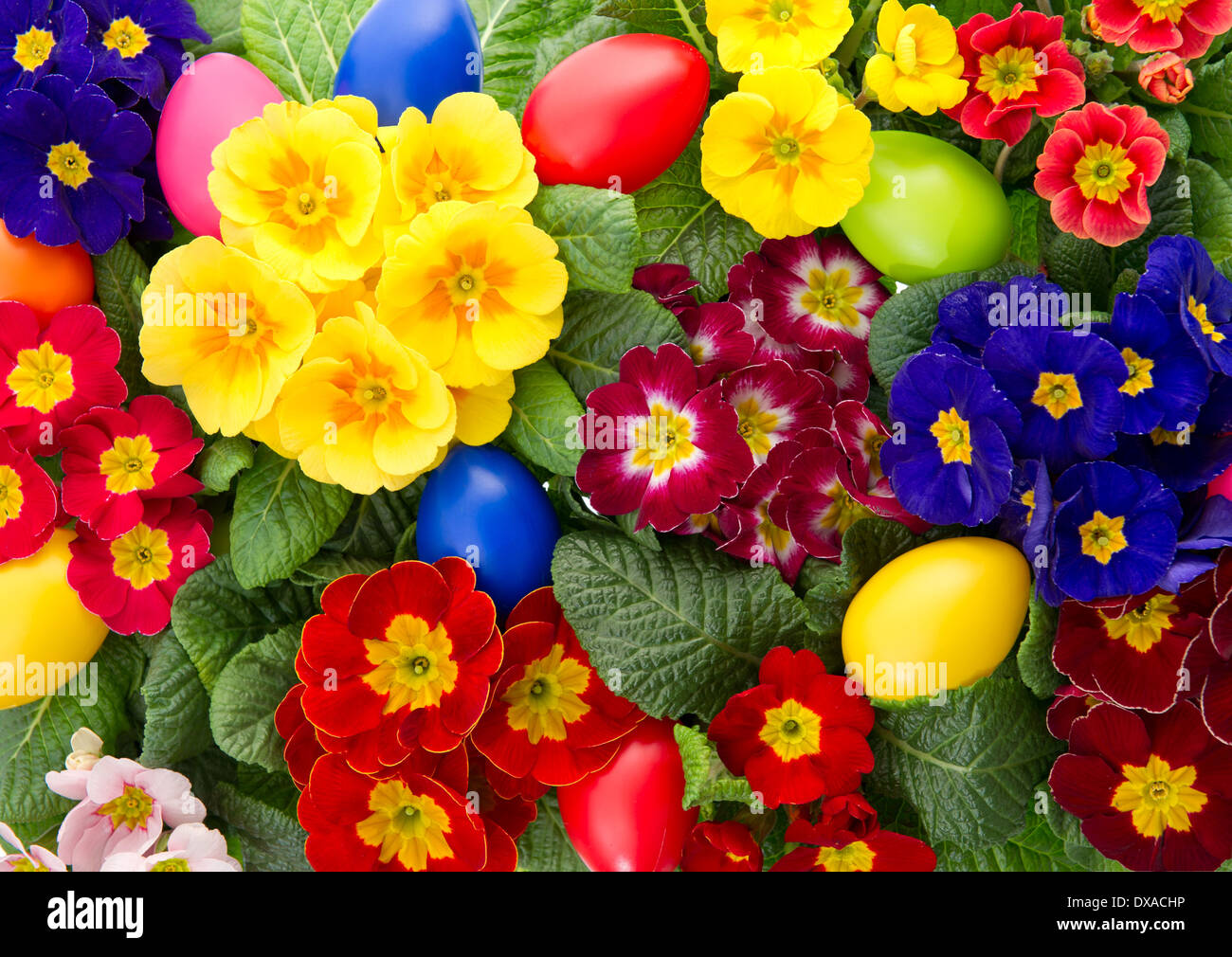 assorted primula flowers with easter eggs decoration Stock Photo
