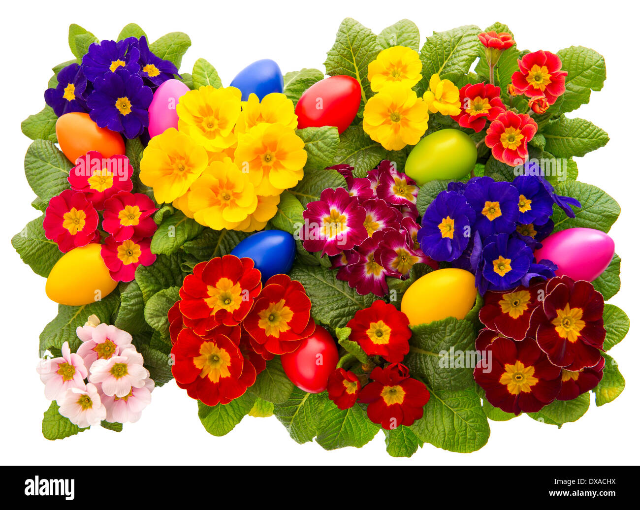 assorted primula flowers with easter eggs decoration isolated Stock Photo