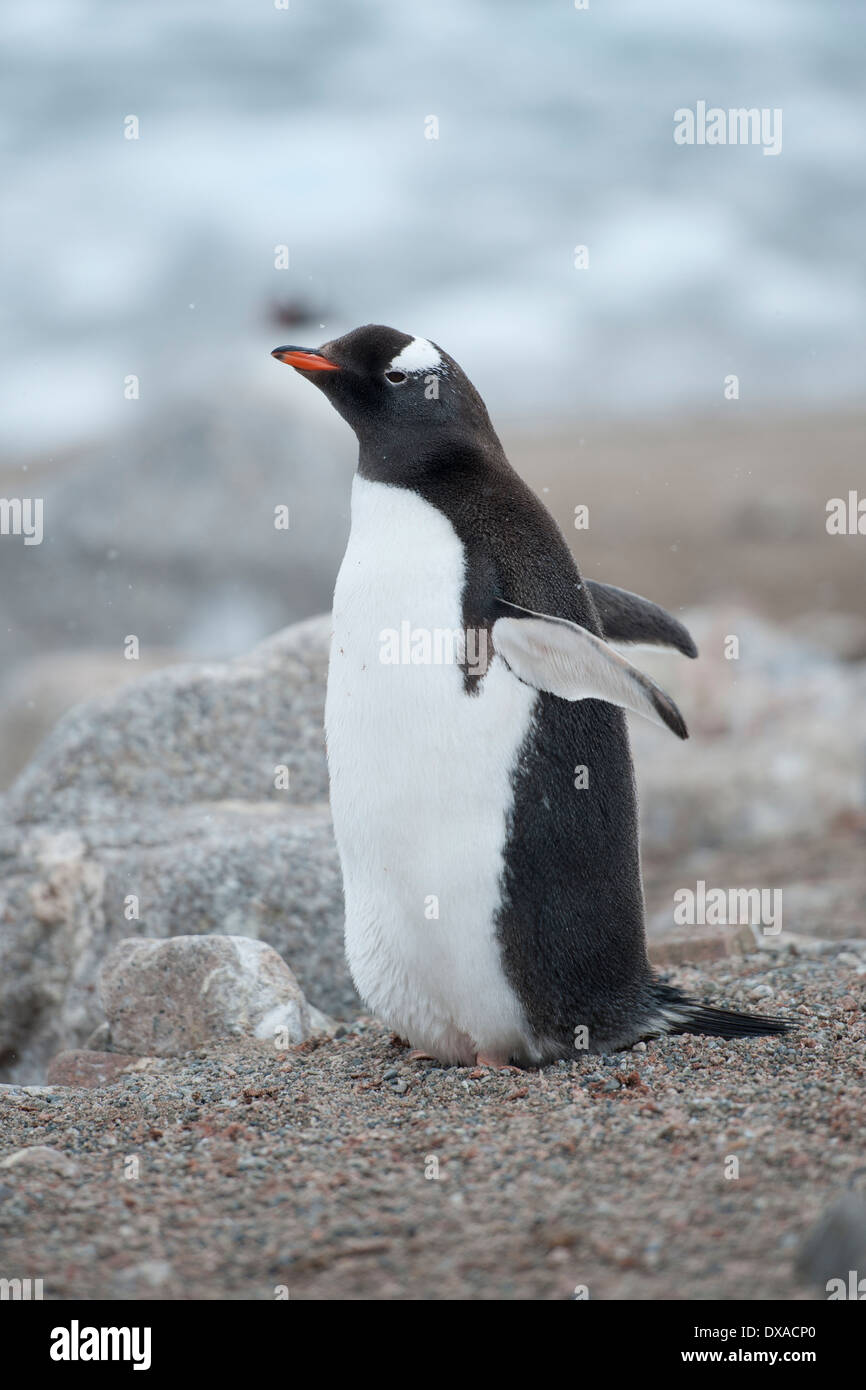 Gentoo penguin, Pygoscelis papua, Hannah Point, South Shetland Islands Stock Photo