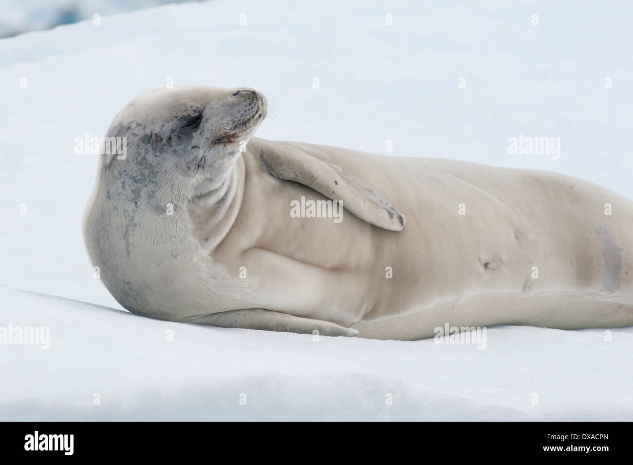 Crabeater seal, Lobodon carcinophagus, resting on an iceberg with glacier in background. Antarctic Peninsula. Stock Photo
