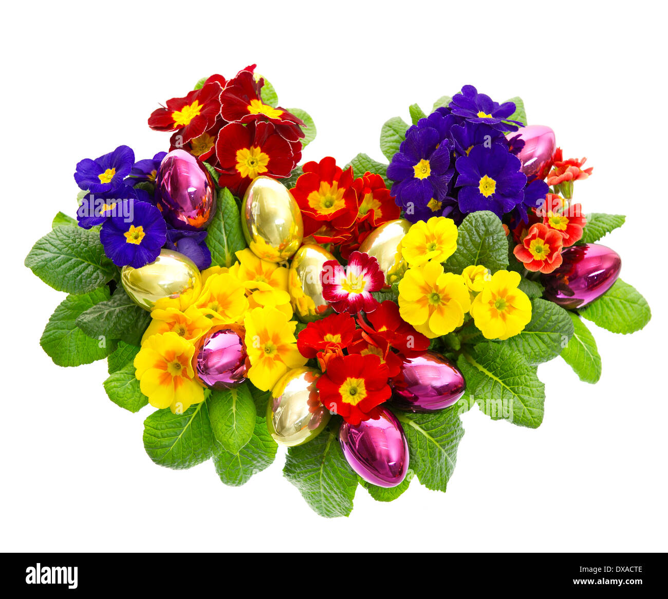 colorful primula flowers with easter eggs decoration isolated on white background Stock Photo