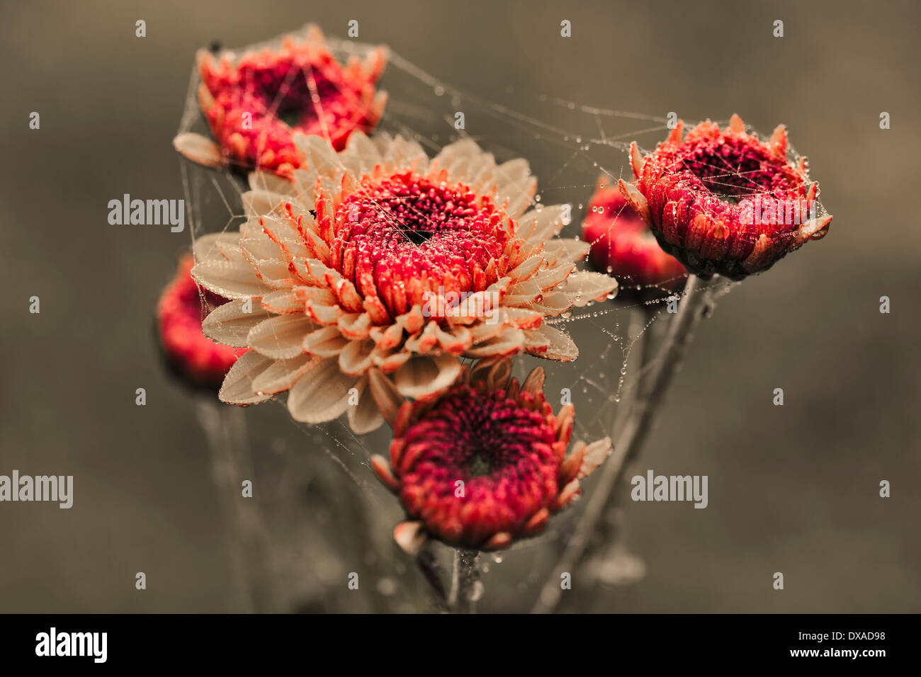 Chrysanthemum 'Brown eyes' Multiple flowerhead of a button chrysanthemum ponpon flowers with deeper eye covered with dewy Stock Photo