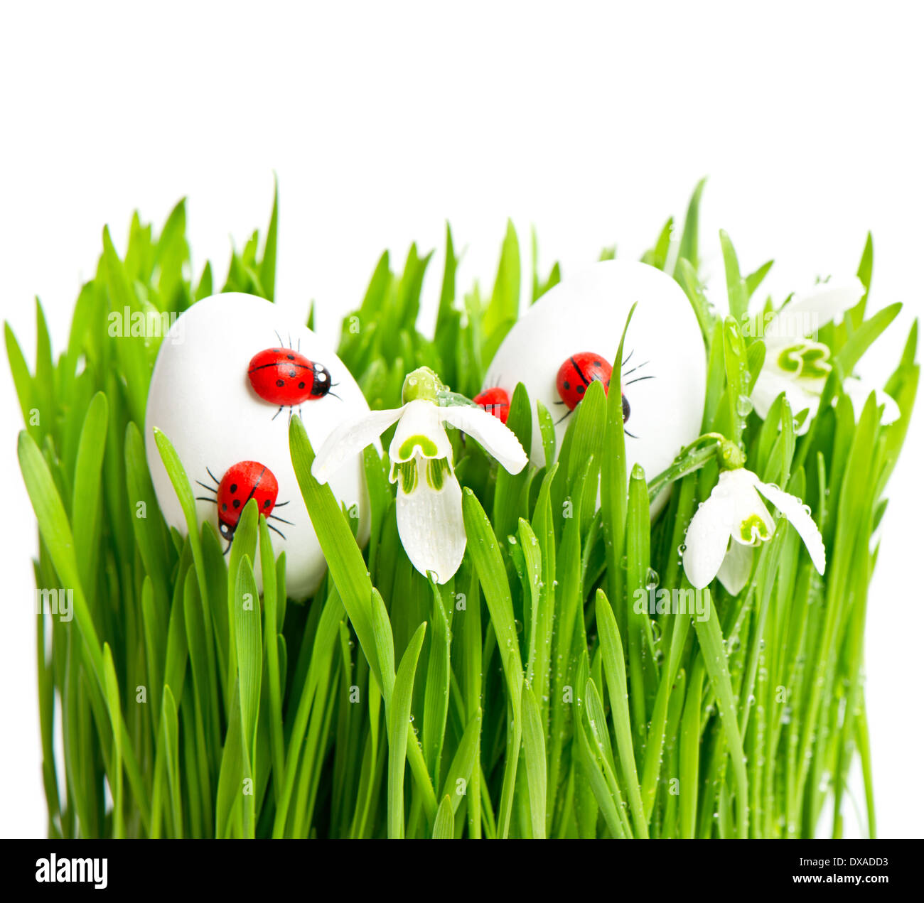 fresh green grass with flowers and easter eggs on white background ...
