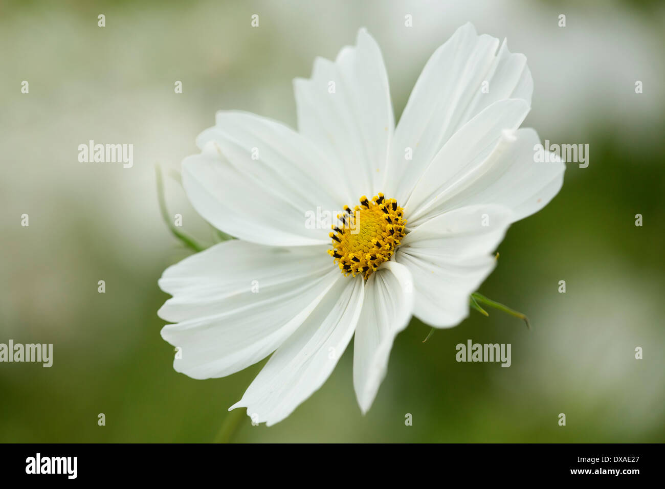 Cosmos bipinnatus 'Purity', single flower showing the yellow stamens in sharp focus, seen against a soft focus background. Stock Photo