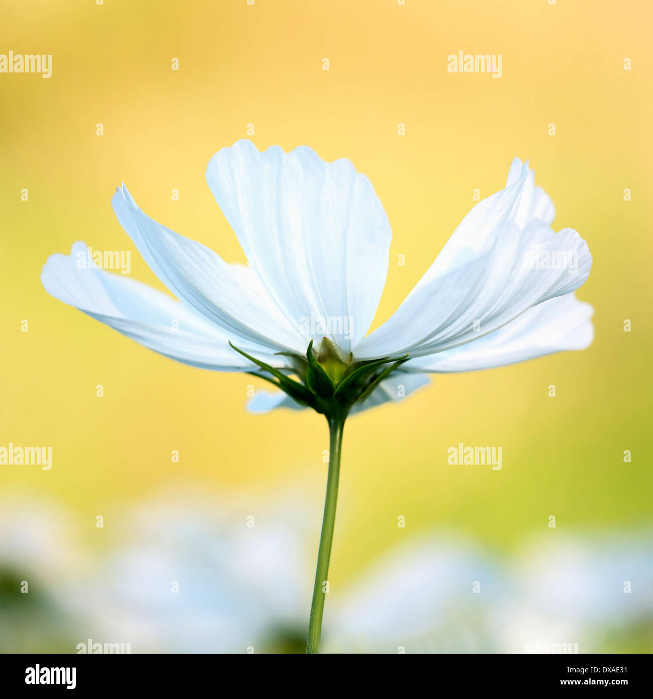 Cosmos bipinnatus 'Purity' against a warm yellow background. Stock Photo
