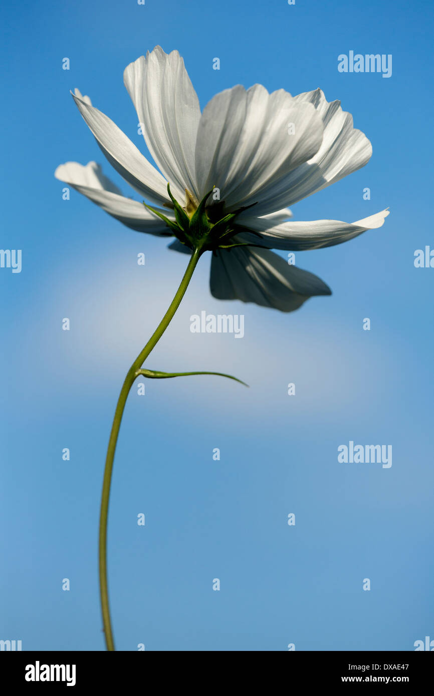 Cosmos bipinnatus 'Purity' seen from underneath against blue sky with a soft white cloud. Stock Photo