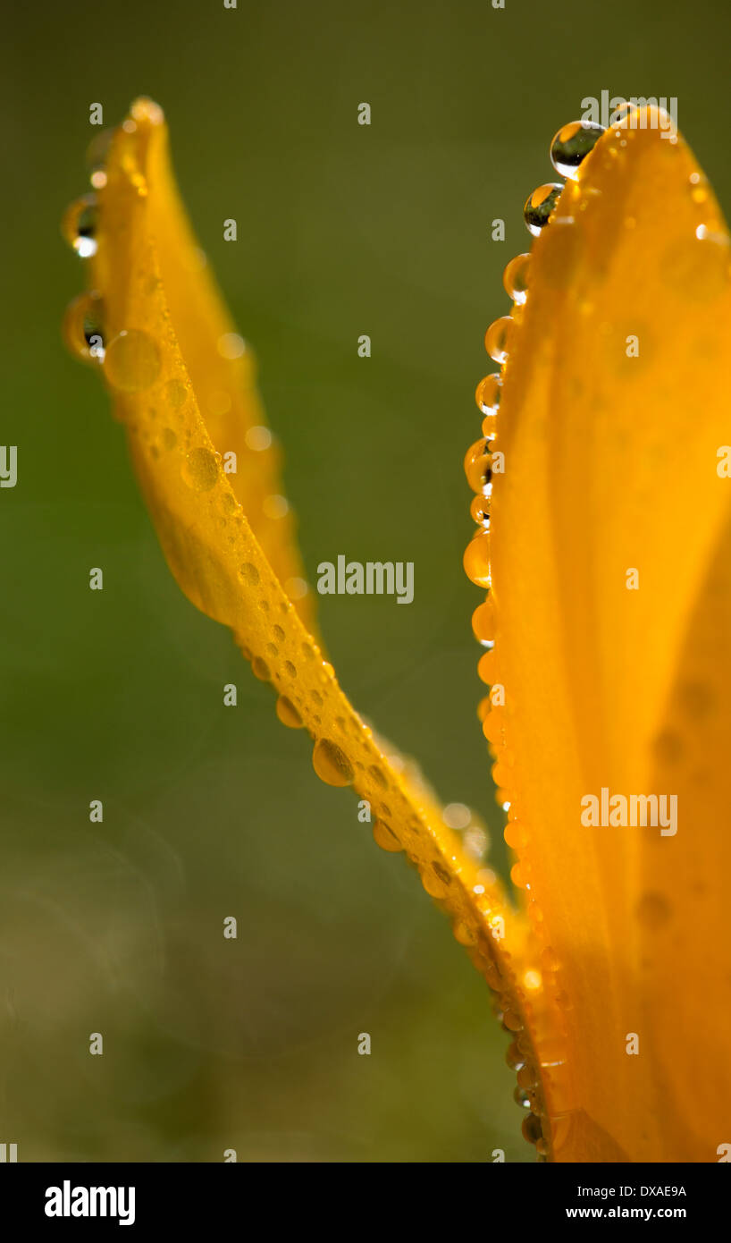 Crocus close up showing orange petals edged with raindrops. Stock Photo