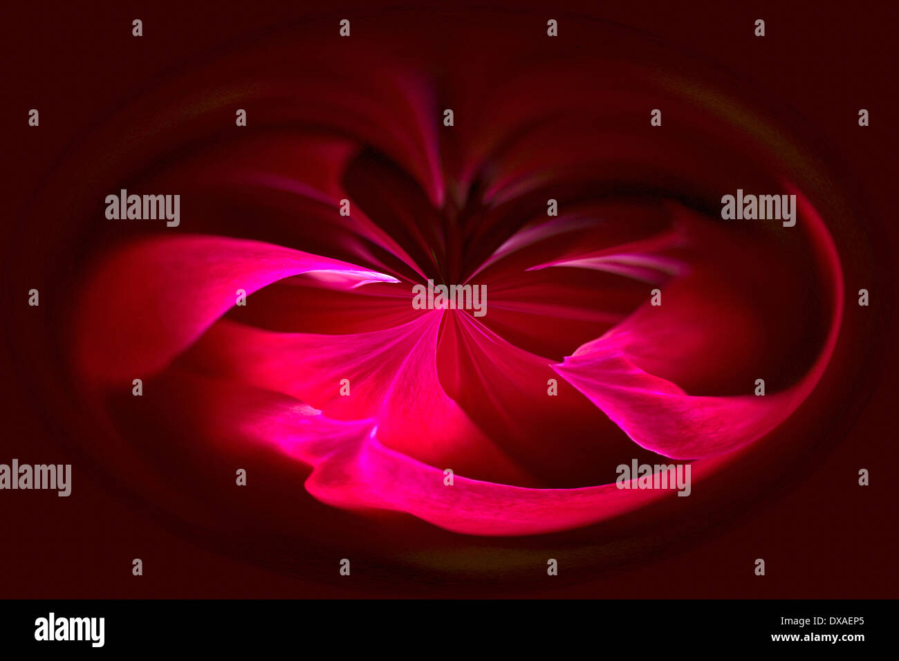 Dahlia, abstract deep red pattern against black. Stock Photo
