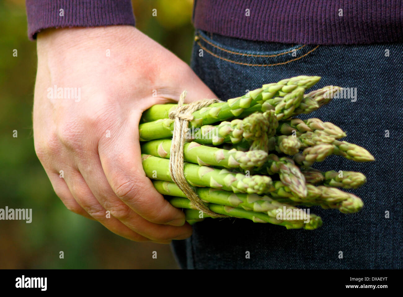 Man holding fresh green asparagus (Asparagus officinalis) spears in a garden, UK Stock Photo
