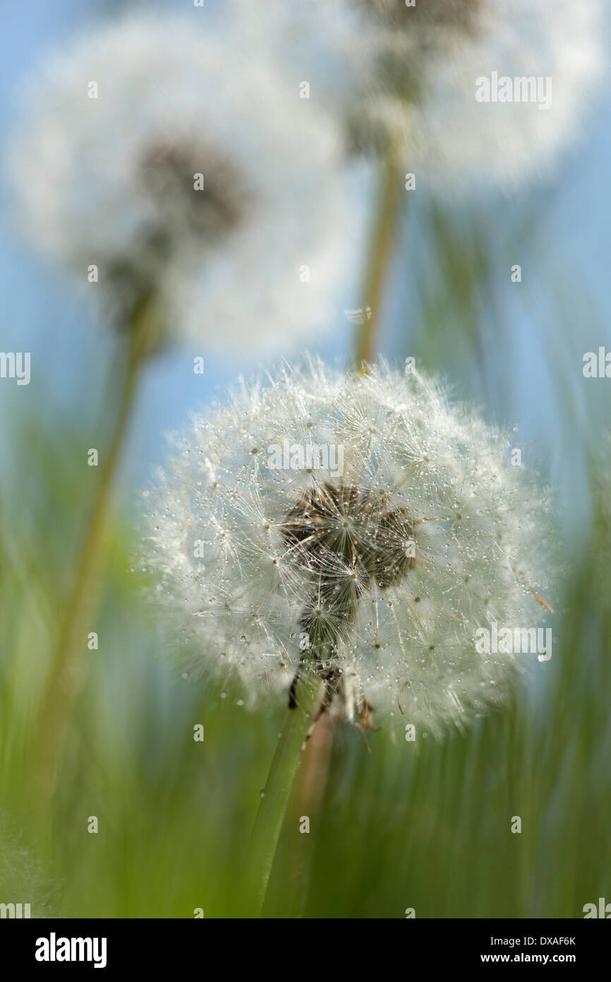 Dandelion,Taraxacum officinale, Three dandelion clocks in grass against blue sky. Stock Photo