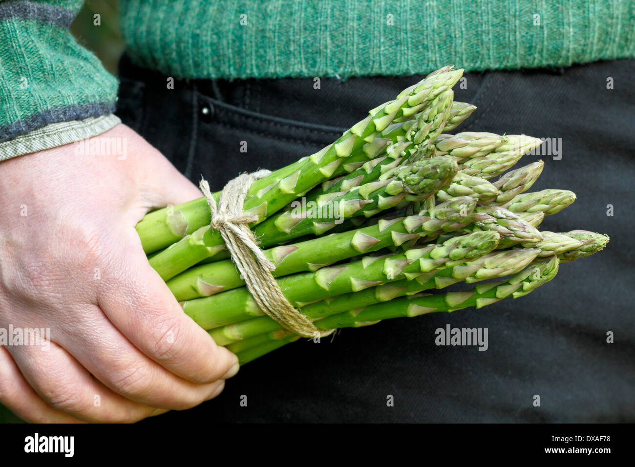 Man holding fresh green asparagus (Asparagus officinalis) spears in a garden, UK Stock Photo Alamy