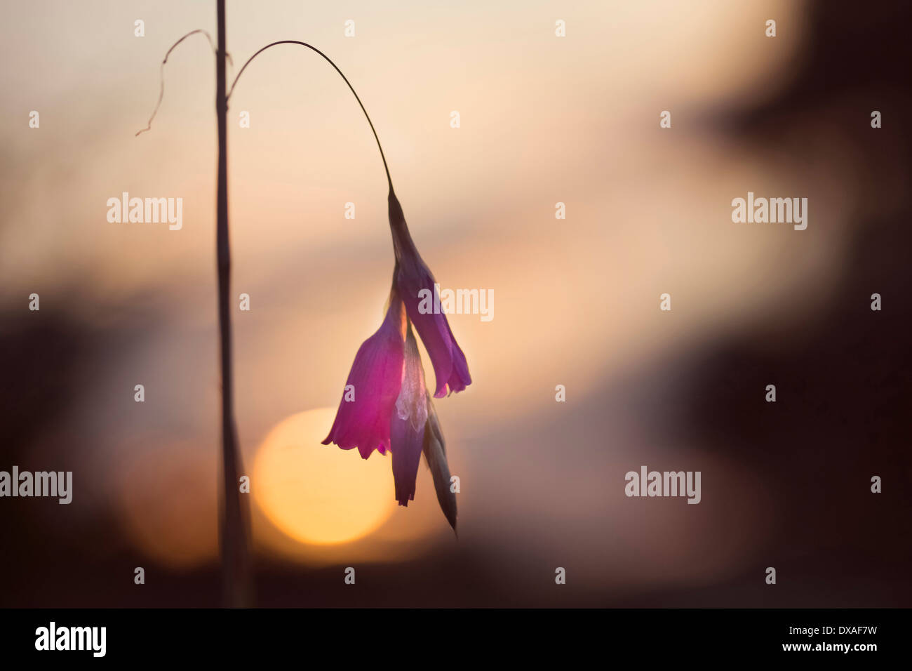 Angelıs fishing rod, Dierama pulcherrimum, A single stem against the setting sun. Stock Photo