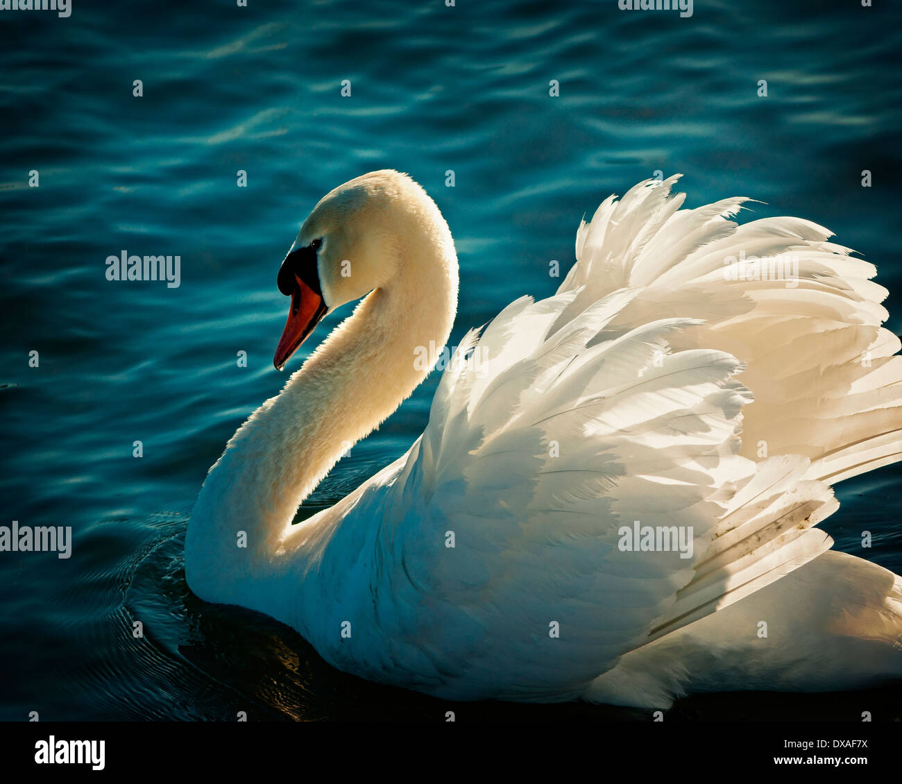 WILDLIFE: White Swan Stock Photo