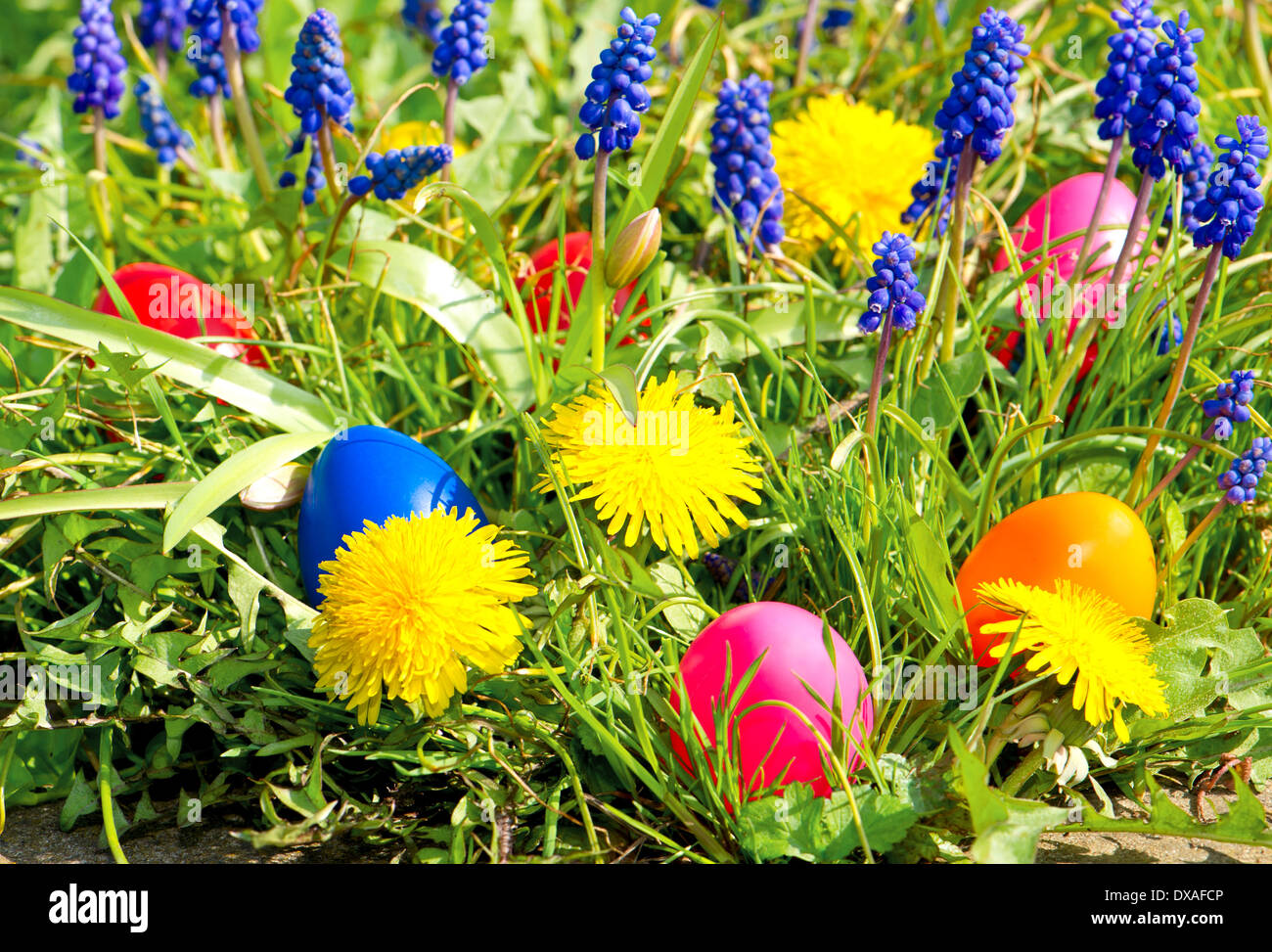 colorful easter eggs on a spring meadow with dandelions and hyacinth ...